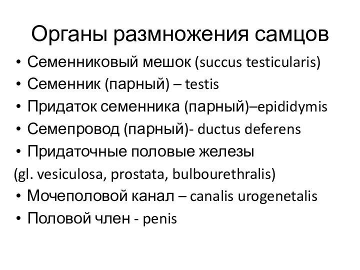 Органы размножения самцов Семенниковый мешок (succus testicularis) Семенник (парный) –