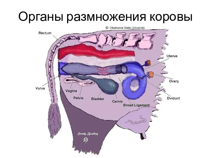 Органы размножения коровы