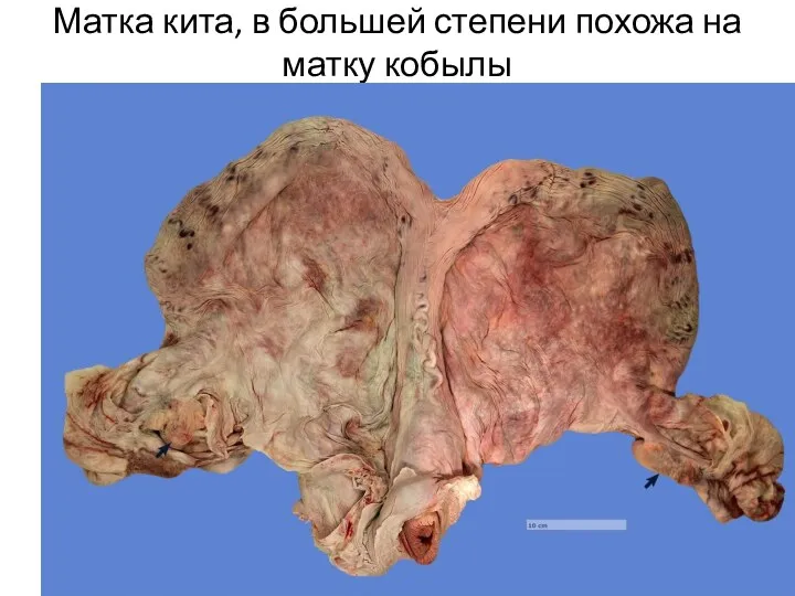 Матка кита, в большей степени похожа на матку кобылы