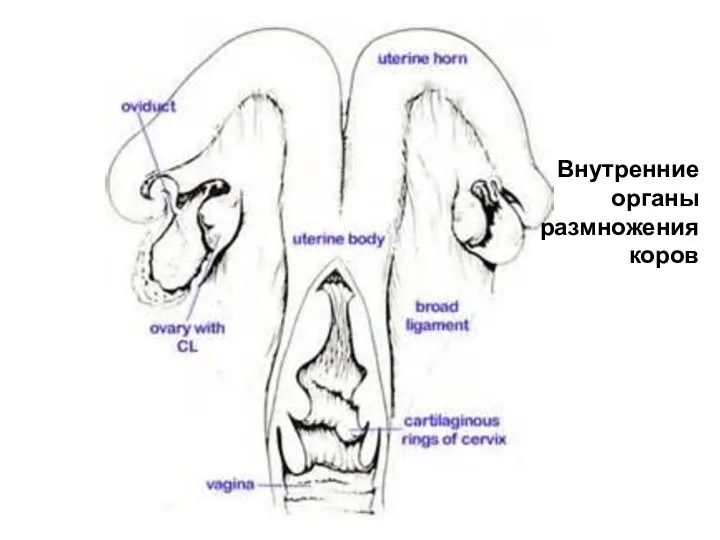 Внутренние органы размножения коров