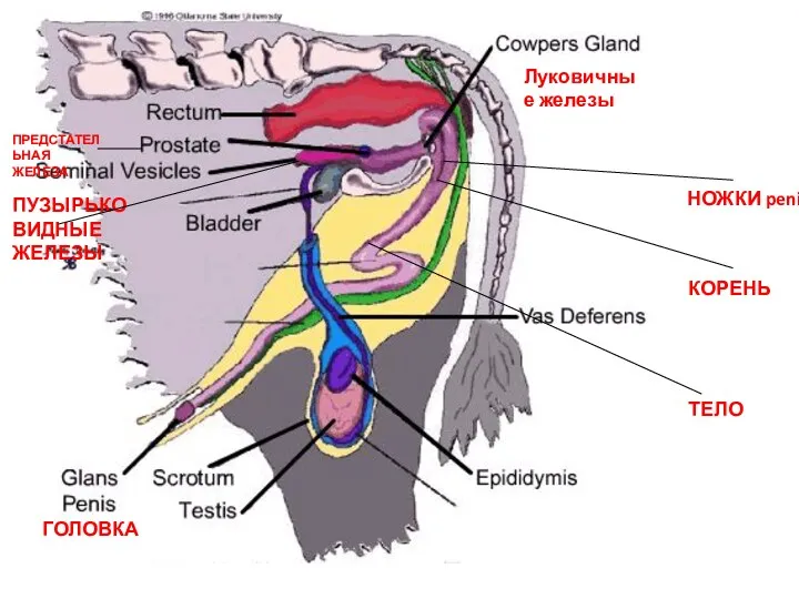 НОЖКИ penis КОРЕНЬ ТЕЛО ГОЛОВКА Луковичные железы ПУЗЫРЬКОВИДНЫЕ ЖЕЛЕЗЫ ПРЕДСТАТЕЛЬНАЯ ЖЕЛЕЗА