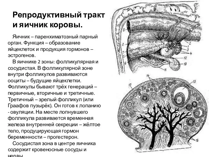 Репродуктивный тракт и яичник коровы. Яичник – паренхиматозный парный орган.