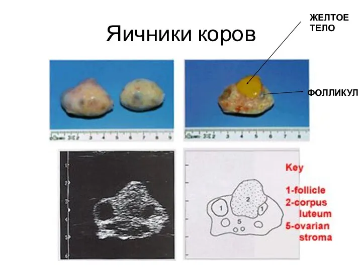 Яичники коров ЖЕЛТОЕ ТЕЛО ФОЛЛИКУЛ