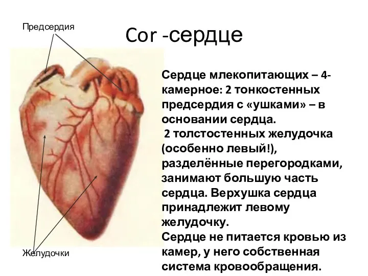 Cor -сердце Сердце млекопитающих – 4-камерное: 2 тонкостенных предсердия с