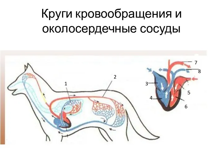 Круги кровообращения и околосердечные сосуды 1 2 3 4 5 6 7 8