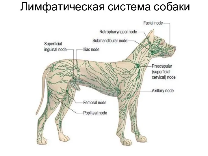 Лимфатическая система собаки