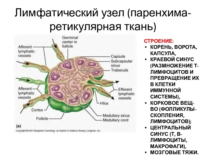 Лимфатический узел (паренхима- ретикулярная ткань) СТРОЕНИЕ: КОРЕНЬ, ВОРОТА, КАПСУЛА, КРАЕВОЙ