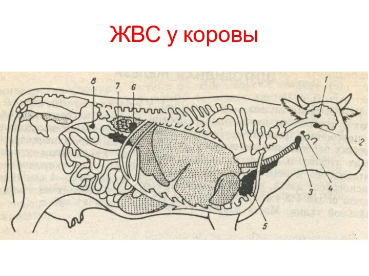 ЖВС у коровы