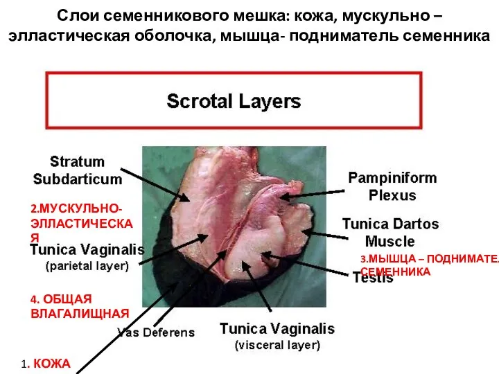 Слои семенникового мешка: кожа, мускульно –элластическая оболочка, мышца- подниматель семенника