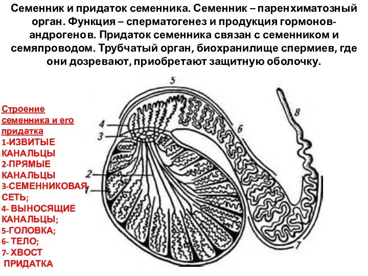 Семенник и придаток семенника. Семенник – паренхиматозный орган. Функция –