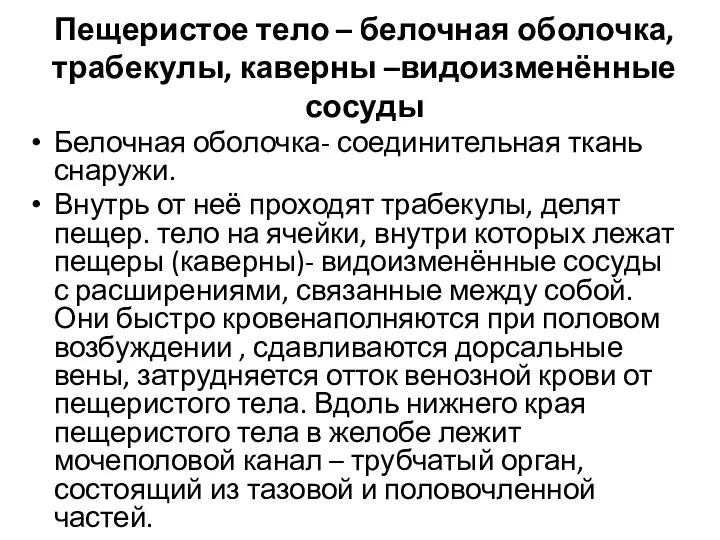 Пещеристое тело – белочная оболочка, трабекулы, каверны –видоизменённые сосуды Белочная