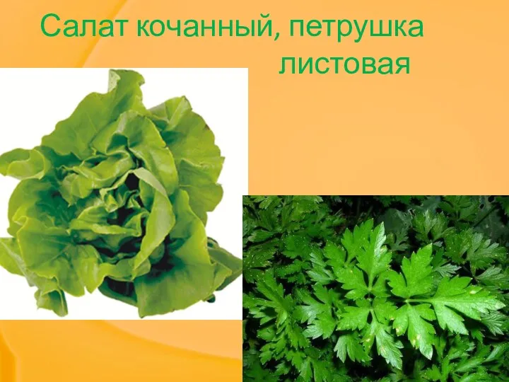 Салат кочанный, петрушка листовая