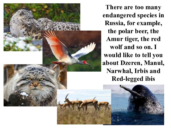 There are too many endangered species in Russia, for example,