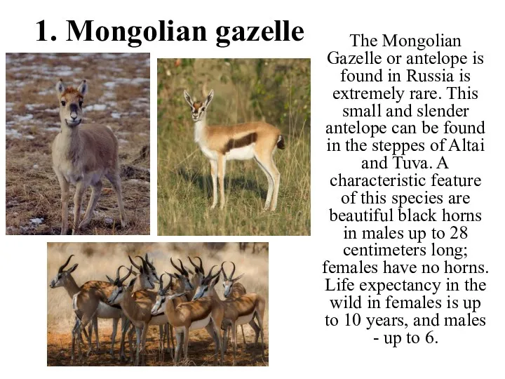 1. Mongolian gazelle The Mongolian Gazelle or antelope is found