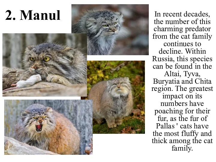 2. Manul In recent decades, the number of this charming