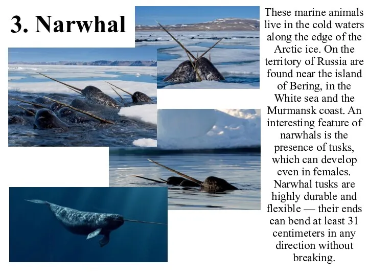 3. Narwhal These marine animals live in the cold waters