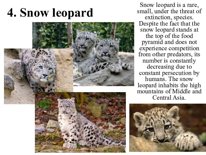 4. Snow leopard Snow leopard is a rare, small, under