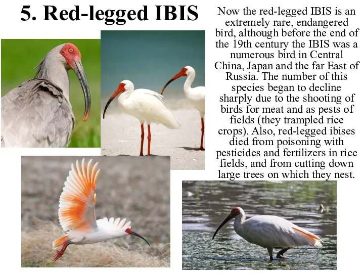 5. Red-legged IBIS Now the red-legged IBIS is an extremely