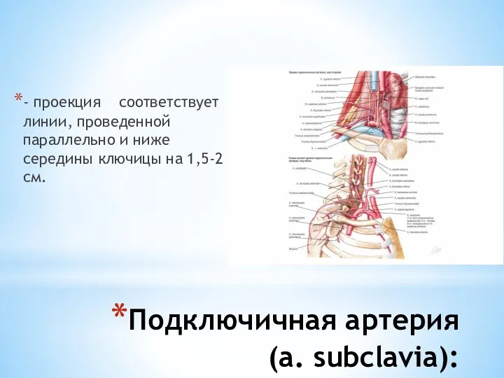Подключичная артерия (a. subclavia): - проекция соответствует линии, проведенной параллельно