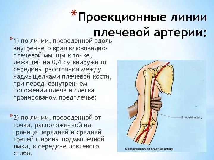 Проекционные линии плечевой артерии: 1) по линии, проведенной вдоль внутреннего