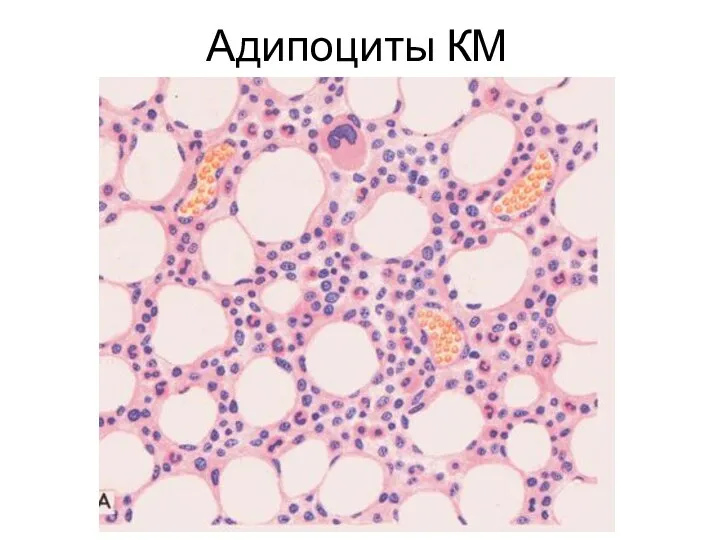 Адипоциты КМ