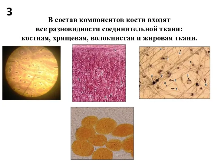 В состав компонентов кости входят все разновидности соединительной ткани: костная, хрящевая, волокнистая и жировая ткани. 3