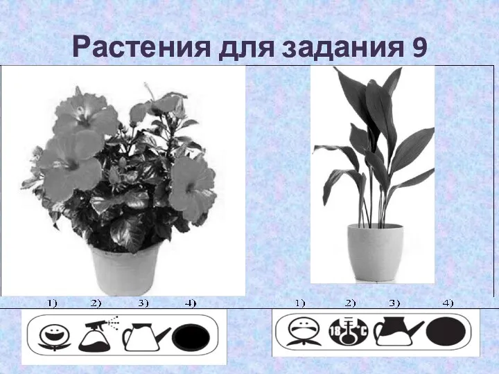 Растения для задания 9