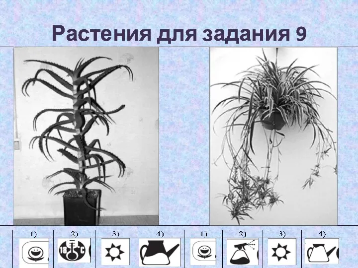 Растения для задания 9