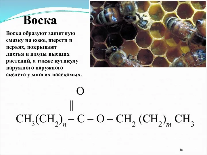 Воска O || СН3(СН2)n – С – О – СН2