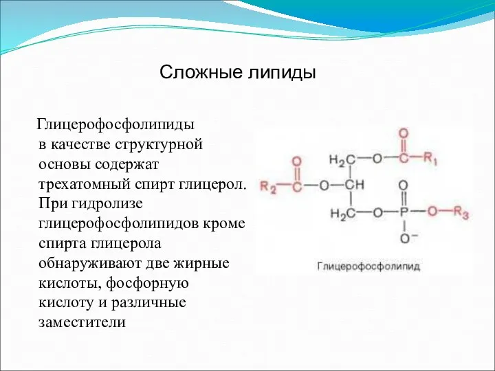 Глицерофосфолипиды в качестве структурной основы содержат трехатомный спирт глицерол. При