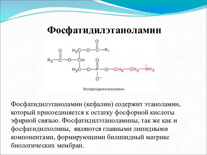 Фосфатидилэтаноламин Фосфатидилэтаноламин (кефалин) содержит этаноламин, который присоединяется к остатку фосфорной