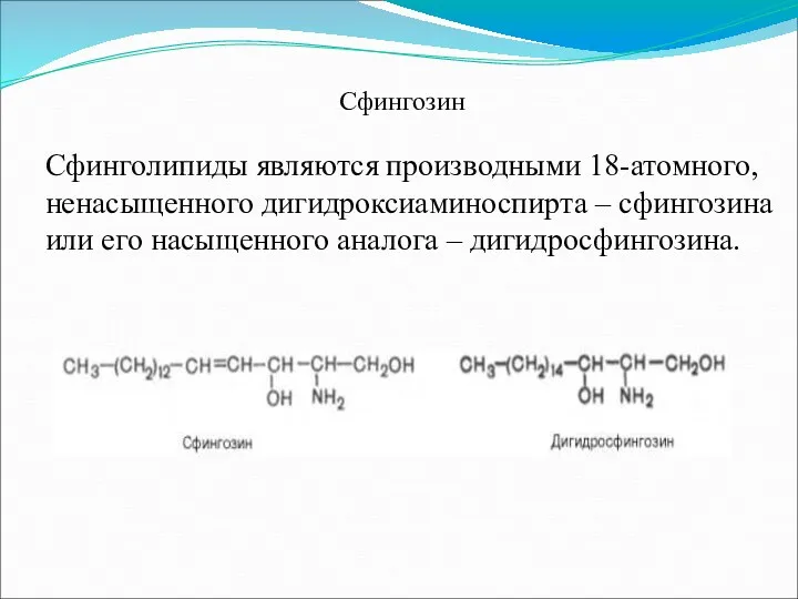 Сфинголипиды являются производными 18-атомного, ненасыщенного дигидроксиаминоспирта – сфингозина или его насыщенного аналога – дигидросфингозина. Сфингозин