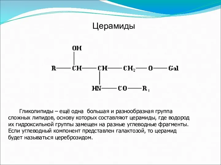 Церамиды Гликолипиды – ещё одна большая и разнообразная группа сложных