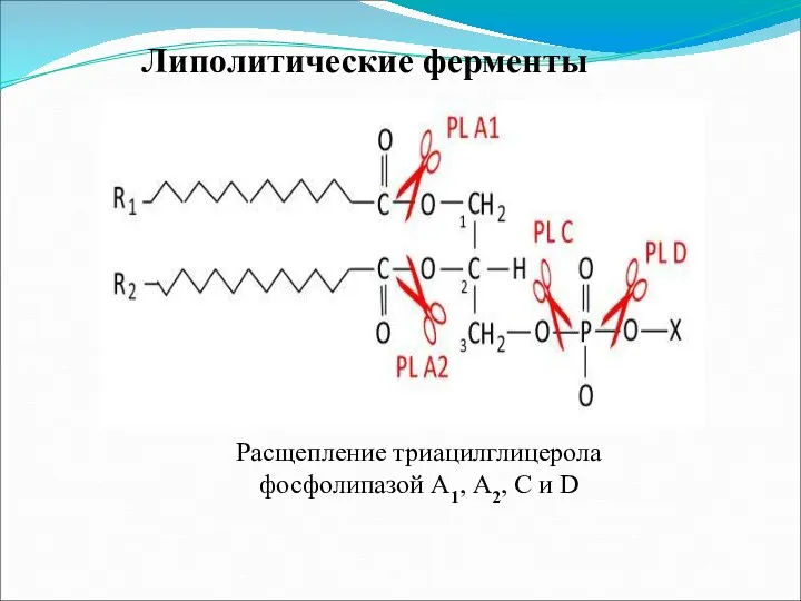 Липолитические ферменты Расщепление триацилглицерола фосфолипазой А1, А2, С и D