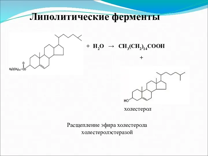 Липолитические ферменты Расщепление эфира холестерола холестеролэстеразой + Н2О → СН3(СН2)14СООН + холестерол