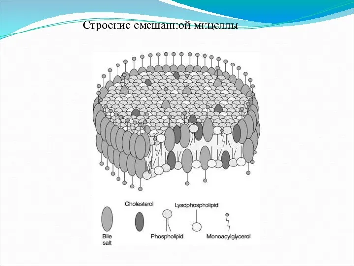 Строение смешанной мицеллы