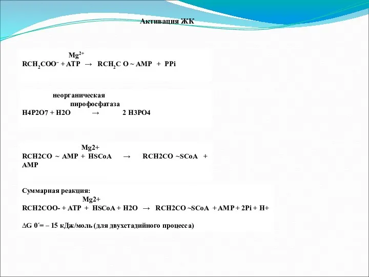 Активация ЖК Mg2+ RCH2COO– + ATP → RCH2C О ~