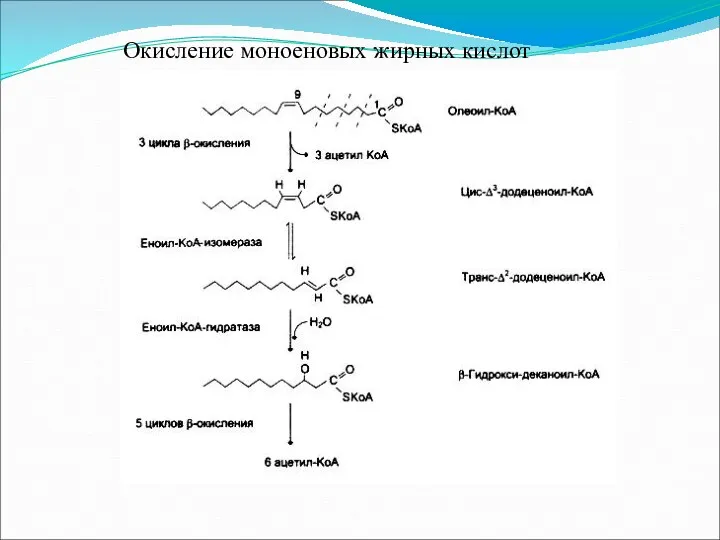 Окисление моноеновых жирных кислот