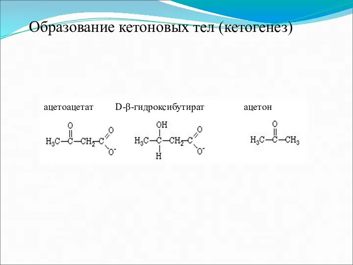 Образование кетоновых тел (кетогенез) ацетоацетат D-β-гидроксибутират ацетон