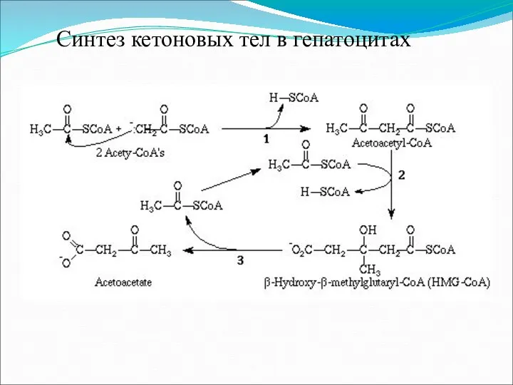 Синтез кетоновых тел в гепатоцитах