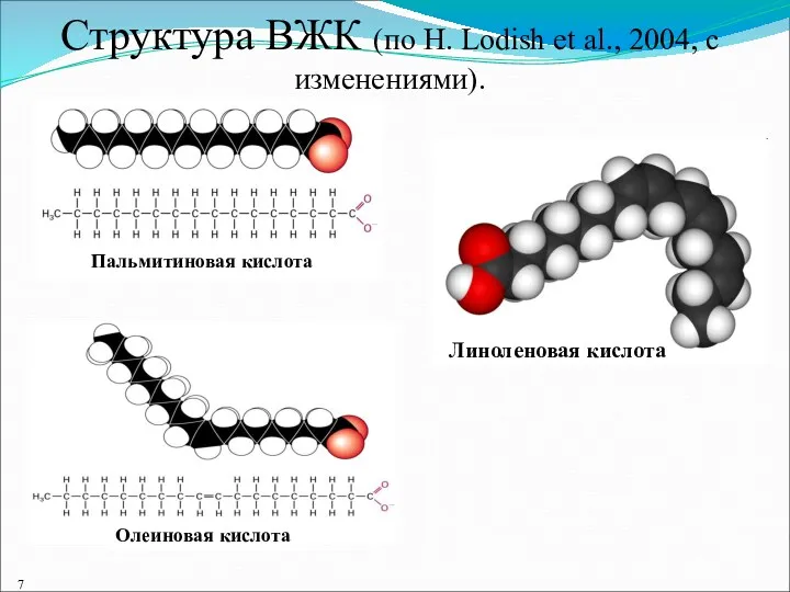 Структура ВЖК (по H. Lodish et al., 2004, с изменениями). Пальмитиновая кислота Олеиновая кислота Линоленовая кислота