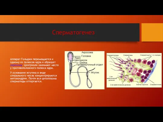Сперматогенез Аппарат Гольджи перемещается к одному из полюсов ядра и