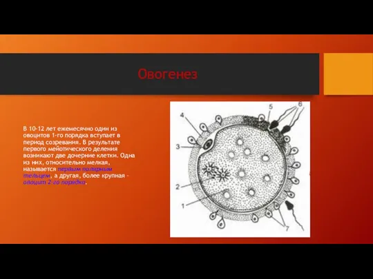 Овогенез В 10-12 лет ежемесячно один из овоцитов 1-го порядка