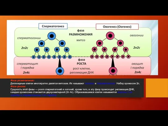 Фаза размножения: Диплоидные клетки многократно делятся митозом. Их называют оогонии