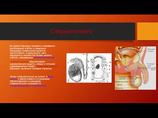 Сперматогенез Во время периода полового созревания диплоидные клетки в семенных