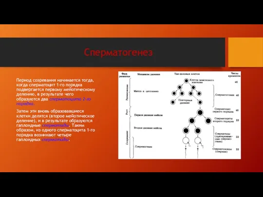 Сперматогенез Период созревания начинается тогда, когда сперматоцит 1-го порядка подвергается