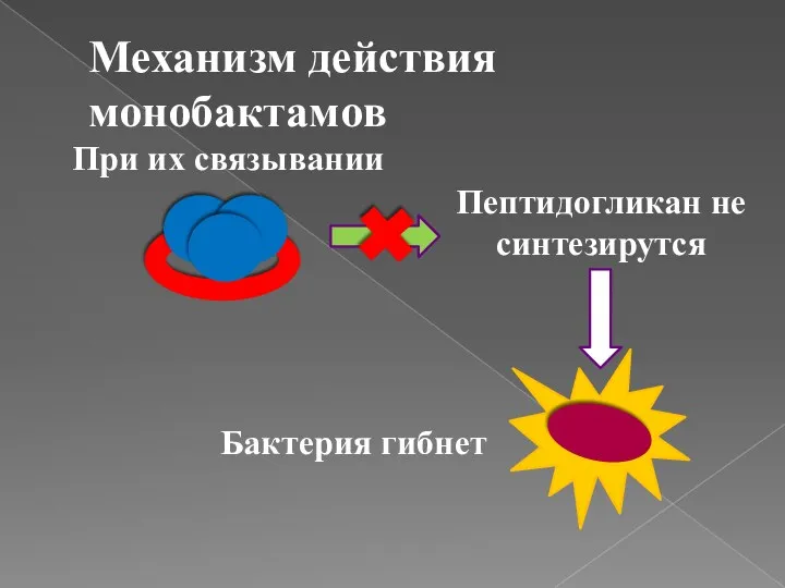 Механизм действия монобактамов При их связывании Пептидогликан не синтезирутся Бактерия гибнет