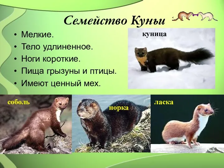 Семейство Куньи Мелкие. Тело удлиненное. Ноги короткие. Пища грызуны и