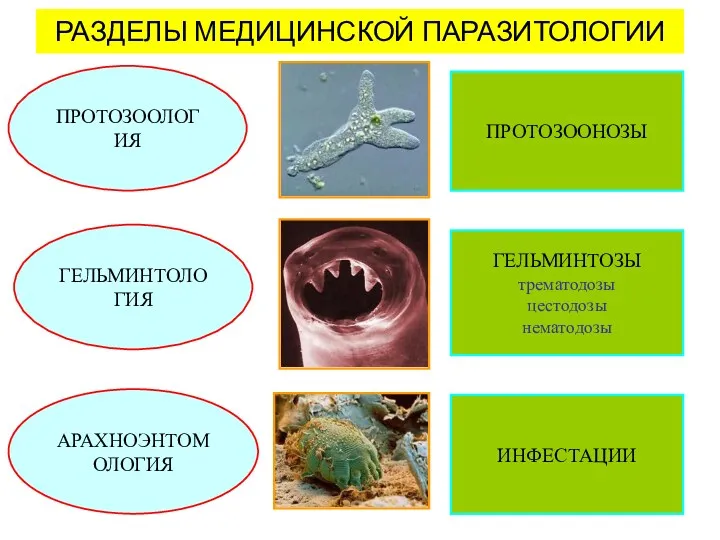 РАЗДЕЛЫ МЕДИЦИНСКОЙ ПАРАЗИТОЛОГИИ ПРОТОЗООЛОГИЯ ГЕЛЬМИНТОЛОГИЯ АРАХНОЭНТОМОЛОГИЯ ПРОТОЗООНОЗЫ ГЕЛЬМИНТОЗЫ трематодозы цестодозы нематодозы ИНФЕСТАЦИИ