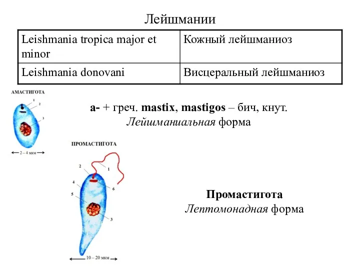 Лейшмании a- + греч. mastix, mastigos – бич, кнут. Лейшманиальная форма Промастигота Лептомонадная форма